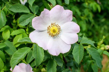 Bir narin açık pembe ve beyaz Rosa Canina çiçeği bahar bahçesinde çiçek açıyor, doğrudan güneş ışığında, bulanık yeşil yapraklarla, güzel açık hava çiçekli arka planda yumuşak odak ile fotoğraflanmış