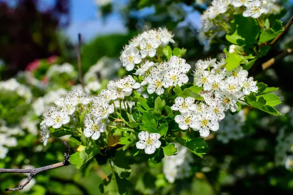 Crataegus monogyna bitkisinin birçok küçük beyaz çiçeği ve yeşil yaprakları, yaygın ya da tek tohumlu şahin dikeni olarak bilinir, ya da tek tohumlu şahin dikeni, güneşli bir bahar gününde, açık hava botanik arka planında, bir ormanda