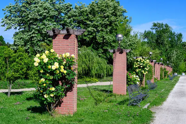 stock image Landscape with the alley and many large green trees and yellow roses in King Michael I Park (Herastrau), in a sunny spring day