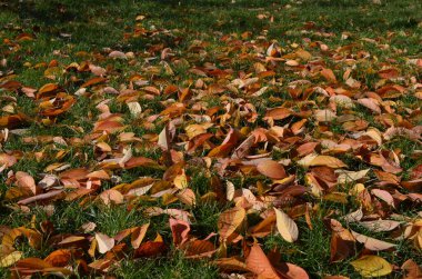 Minimalist tek renkli arka plan. Güneşli bir sonbahar gününde, parktaki yeşil çimlerin üzerinde büyük kırmızı ve turuncu yapraklar ve küçük çiçekler.