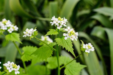 Lunaria rediviva bitkisinin narin beyaz çiçekleri, genellikle güneşli bir bahar bahçesinde uzun ömürlü dürüstlük olarak bilinir, güzel açık hava çiçekleri seçici bir odak ile fotoğraflanmış.