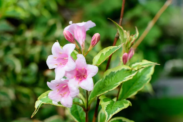 Many light pink flowers of Weigela florida plant with flowers in full bloom in a garden in a sunny spring day, beautiful outdoor floral background photographed with soft focus