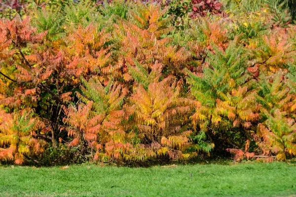 Minimalist monochrome background with large red and orange leaves and small flowers of Rhus shrub, commonly known as sumac, sumach or sumaq, in a a garden in a sunny autumn day