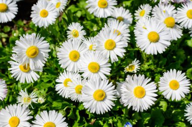 Narin beyaz ve pembe papatyalar ya da doğrudan güneş ışığında Bellis Perennis çiçekleri güneşli bir bahar bahçesinde seçici bir odak ile çekilmiş güzel bir açık hava çiçekli arka plan.