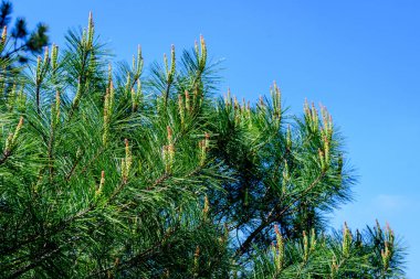Güneşli bir yaz bahçesindeki çam kozalaklı ağaç yapraklarının ya da iğnelerinin çok sayıda yeşil yapraklarını kapatın. Güzel tek renkli arka plan.