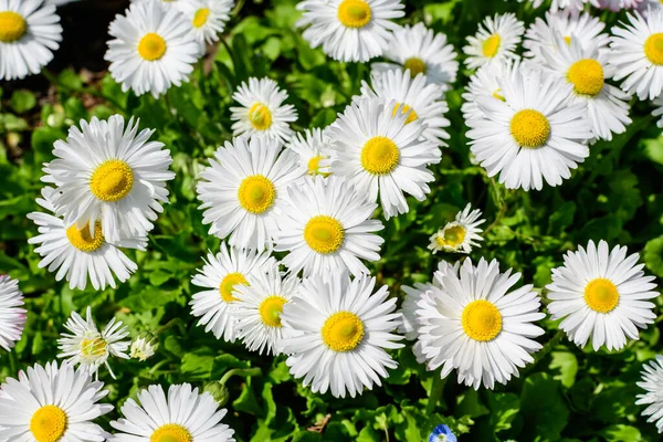 Narin beyaz ve pembe papatyalar ya da doğrudan güneş ışığında Bellis Perennis çiçekleri güneşli bir bahar bahçesinde seçici bir odak ile çekilmiş güzel bir açık hava çiçekli arka plan.
