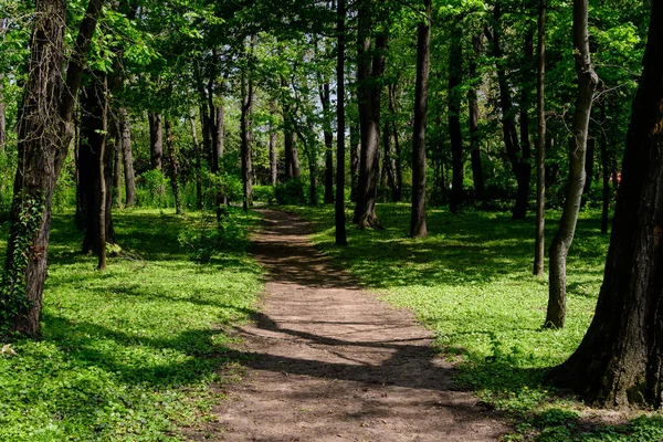 Eski yeşil ağaçların ve yaprakların olduğu bir ormanda boş bir patika İskoçya, İngiltere 'de bir yaz günü, güzel açık hava doğal arka planı yumuşak odaklı fotoğraflanmış.