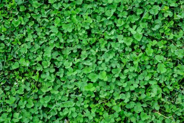 Güneşli bir bahar gününde pek çok yonca ya da trefolium (trifolium) canlı yeşil yaprakların arka planı, güzel açık hava tek renkli çiçek arkaplanı