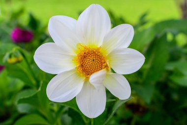 Bulanık yeşil arka planda çiçek açmış güzel beyaz bir yıldız çiçeği güneşli bir yaz gününde yumuşak bir odak ile fotoğraflandı.