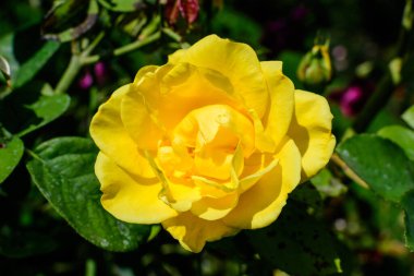 Güneşli bir yaz gününde, bahçedeki yeşil yaprakları ve canlı sarı gülleri yakından incele. Açık hava çiçekleriyle çekilen güzel arka plan yumuşak odaklı.