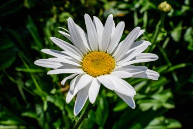 Öküz olarak bilinen büyük beyaz leucanthemum vulgare çiçeğini kapatın. Güneşli bir yaz bahçesinde papatya, öküz gözü papatyası veya köpek papatyası, taze doğa ve çiçek arkaplanı.