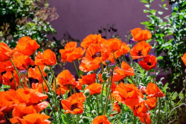 Güneşli bir yaz gününde, İngiliz kır evi tarzında bir bahçede kırmızı gelincik çiçeğinin kapağını kapatın. Güzel bir açık hava çiçekli arka plan, yumuşak odak ile çekilmiş.