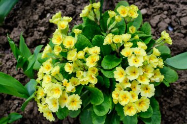 Many light yellow flowers of primula plant also known as cowslip or common cowslip primrose in a sunny spring garden, beautiful outdoor floral background clipart