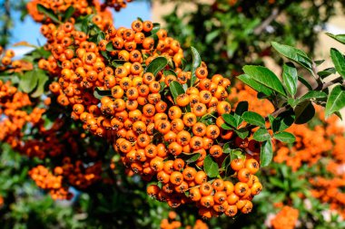 Pyracantha bitkisinin küçük sarı ve portakal meyveleri ya da meyveleri, güneşli bir sonbahar gününde bahçedeki ateş dikenleri olarak da bilinir, güzel açık hava çiçekli arka plan yumuşak odaklı fotoğraflanmıştır.