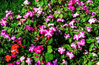 Canlı pembe, kırmızı ve beyaz impatiens Walleriana çiçekleri güneşli bir yaz bahçesinde, güzel bir açık hava çiçekli arka plan yumuşak odaklı fotoğraflanmış