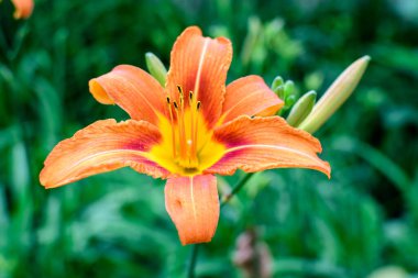 Lilium ya da Lily 'nin pek çok canlı portakal çiçeği güneşli bir yaz gününde İngiliz kır evi bahçesinde çiçek açar. Açık hava çiçeklerinin arka planında yumuşak bir odak noktasıyla çekilir.
