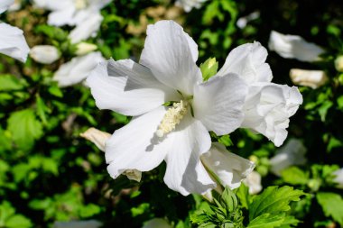 Yaygın olarak Kore gülü, Sharon gülü, Suriye ketemi, althea veya gül tohumu olarak bilinen beyaz bir çiçek, güneşli bir yaz gününde bir bahçede.