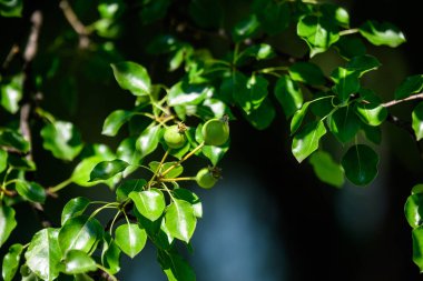 Bir yaz günü meyve bahçesinde genç meyveler ve yeşil armut yaprakları olan bir dal, güzel açık hava yeşil arka plan yumuşak odaklı fotoğraflanmış