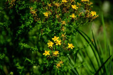 Hypericum Performans bitkisinin pek çok narin sarı çiçeği.