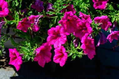 Geniş pembe Petunia axillaris çiçekleri ve yeşil yapraklar güneşli bir yaz gününde bir saksıda.