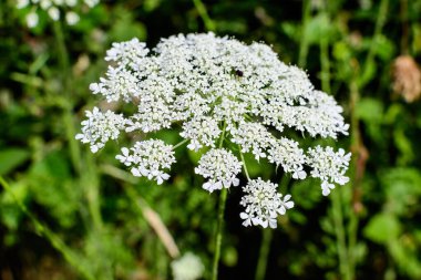 Anthriscus Sylvestris 'in pek çok narin beyaz çiçeği, genellikle inek gagalı maydanoz, ormandaki yaban gülü ya da keck olarak da bilinir.