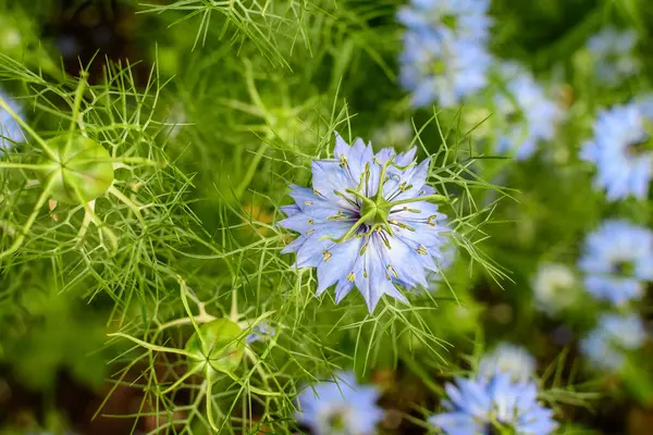 Nigella sativa bitkisinin küçük narin çiçeği, ayrıca siyah oyma olarak da bilinir, kimyon ya da kalanji, güneşli bir yaz gününde, güzel bir açık hava çiçekli arka planda yumuşak odak ile fotoğraflanmıştır.