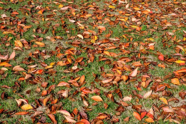 Minimalist monochrome background with many large red and orange leaves and small flowers on green grass in a park in a sunny autumn day