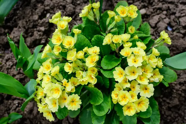 Primula bitkisinin pek çok açık sarı çiçeği inek ayağı olarak da bilinir ya da güneşli bir bahar bahçesinde sıradan bir inek ayağı çuha çiçeği, güzel bir açık hava çiçekleri.