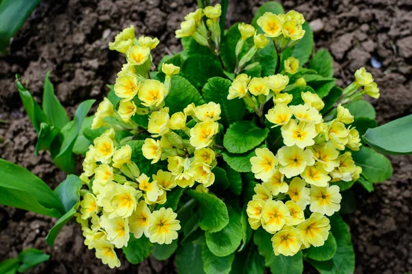 Nombreuses Fleurs Jaune Clair Primula Plante Également Connue Sous Nom Images De Stock Libres De Droits