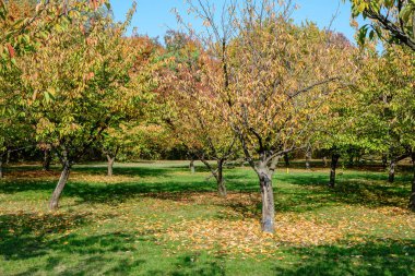 Romanya 'nın Herastrau Park kentindeki Japon Bahçesi' nde güneşli bir sonbahar gününde, büyük kırmızı ve turuncu yapraklar ve küçük kiraz ağaçlarıyla minimalist tek renkli arka plan