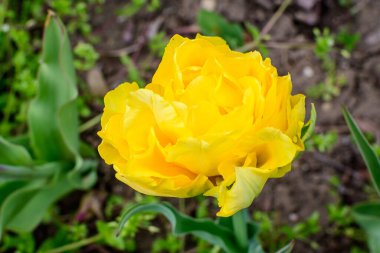 Güneşli bir bahar bahçesinde çiçek açmış, büyük, narin, çift çiçekli sarı lalenin kapağını kapatın. Açık hava çiçeklerinin arka planında yumuşak odak ile çekilmiş güzel bir çiçek.