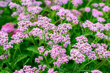 Achillea Millefolium bitkisinin güzel pembe morumsu çiçeklerine yakın bir yerde, güneşli bir yaz gününde bahçedeki kiraz kuşu olarak bilinir.