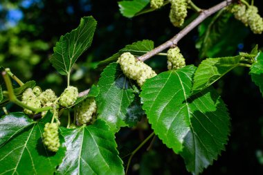 Small wild mulberries with tree branches and green leaves, also known as Morus tree, in a summer garden in a cloudy day, natural background with organic healthy food,