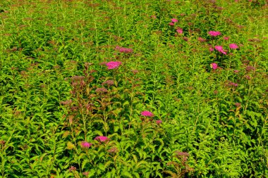 Spiraea nipponica genpei 'nin narin pembe çiçekleri ile büyük bir dalın kapağını kapatın. Çiçek açan bir çalılık ve küçük yeşil bir Haziran böceği. Dekoratif bir bitkinin güzel arka planı.