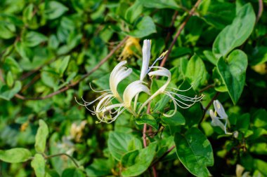 Lonicera Periclymenum bitkisinin taze sarı ve beyaz çiçeklerine sahip yeşil çalı, güneşli bir yaz gününde bir bahçede Avrupa hanımeli ya da oduncuğu olarak bilinen, güzel açık hava çiçekleri