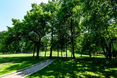 Romanya 'nın Dolj kenti Craiova kentindeki Nicolae Romaescu parkında göl, sulu zambaklar ve güzel güneşli bir bahar gününde mavi gökyüzü ve beyaz bulutlarla dolu büyük yeşil tres manzaraları