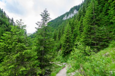 Romanya 'nın Bucegi Dağları' ndan (Muntii Bucegi) gelen doğal parktaki Zanoagei Gorges (Cheile Zanoagei) manzarası, güneşli bir yaz gününde beyaz bulutlarla dolu