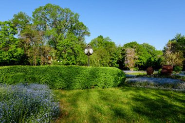 Romanya 'nın Bükreş kentindeki Cismigiu Bahçesi' ne (Gradina Cismigiu) girerken güneşli bir günde yeşil ağaçlar, yapraklar, antika saatler ve pek çok küçük mavi alan beni unutma veya Scorpion çiçekleri çimenliyor