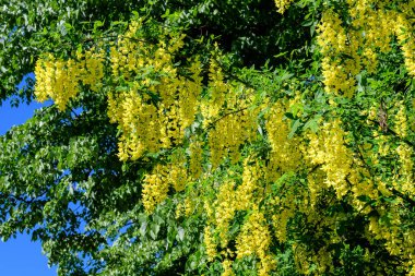 Laburnum anagyroides tomurcukları, laburum, altın zincir ya da altın yağmurlu ağaç, güneşli bir bahar bahçesinde tam çiçek, güzel bir açık hava çiçekli arka plan