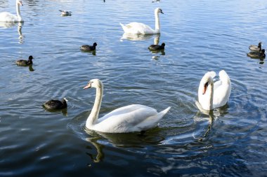 Plumbuita Gölü 'nde (Lacul Plumbuita) çok sayıda beyaz kuğunun bulunduğu manzara ve Romanya' nın Bükreş kentinde güneşli bir sonbahar gününde beyaz bulutlar ve mavi gökyüzü