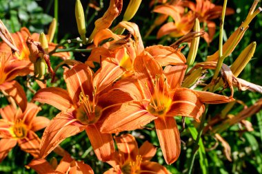 Lilium ya da Lily 'nin pek çok küçük turuncu çiçeği, güneşli bir yaz gününde İngiliz kır evlerinin bahçesinde çiçek yetiştirir. Açık hava çiçeklerinin arka planında, yumuşak bir odak noktasıyla çekilir.