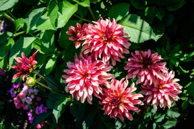 Pek çok güzel, geniş pembe yıldız çiçeğini yakın plan, bulanık yeşil arka planda, güneşli bir yaz gününde bir bahçede yumuşak bir odak ile fotoğraflanmış.