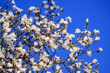 Birçok narin beyaz manolya çiçekleri ağaç dallarında açar açık mavi gökyüzüne doğru, güneşli bir bahar gününde bir bahçede, güzel bir açık hava çiçekli arka planda.
