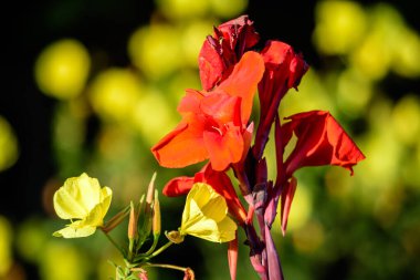 Canna indica 'nın kırmızı çiçekleri, genellikle kızılderili iğnesi olarak bilinir, Afrika armut kökü, yenilebilir kanat, mor ok kökü veya Sierra Leone ok kökü, yumuşak odak noktasında, güneşli bir yaz gününde, bir bahçede