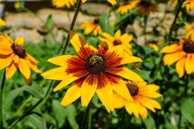 Rudbeckia 'nın parlak sarı çiçekleri, genel olarak koni çiçekleri ya da siyah gözlü susanlar olarak bilinir, güneşli bir yaz bahçesinde, güzel bir açık hava çiçekli arka planda yumuşak odak ile fotoğraflanmıştır.