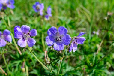 Geranium pratense narin açık mavi çiçekler, genellikle çayır turna gagası ya da çayır sardunyası olarak bilinir, güneşli bir yaz gününde bir bahçede, güzel bir açık hava çiçekli arka planda.