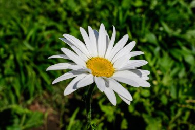 Öküz olarak bilinen büyük beyaz leucanthemum vulgare çiçeğini kapatın. Güneşli bir yaz bahçesinde papatya, öküz gözü papatyası veya köpek papatyası, taze doğa ve çiçek arkaplanı.