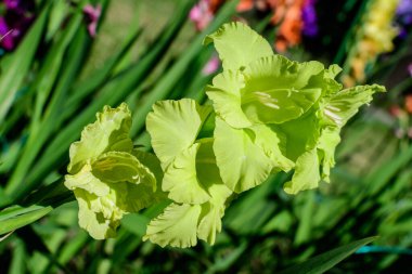 Güneşli bir yaz gününde bir bahçede açmakta olan pek çok canlı yeşil şam fıstığı Gladiolus çiçeklerini kapatın.