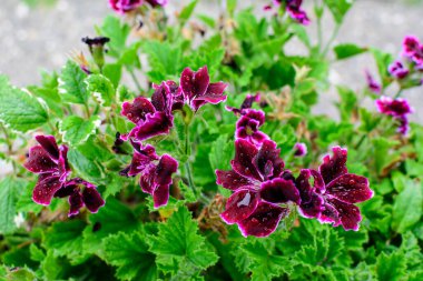 Sardunya ya ya da leylek gagası olarak bilinen koyu pembe Pelargonium çiçekleri ve güneşli bir yaz gününde küçük bir bahçe çanağında taze yeşil yapraklar.