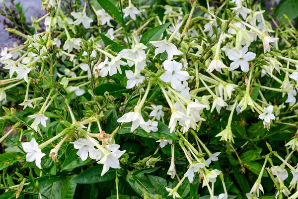 夏の晴れた日の庭で 一般的にジャスミンタバコ 甘いタバコ 翼のあるタバコ タンバクーまたはペルシャタバコとして知られているNicotiana Alata植物の多くの繊細な白い花 — ストック写真